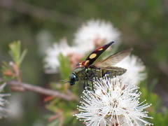 Castiarina producta