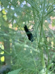 Paramydas igniticornis