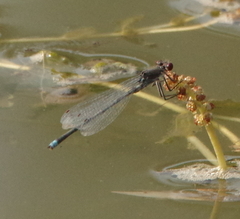 Erythromma najas