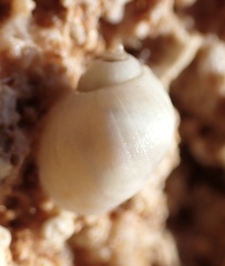 Littorinimorpha