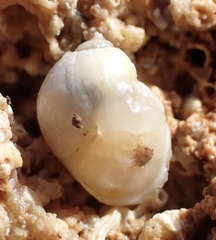 Littorinimorpha
