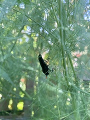 Paramydas igniticornis