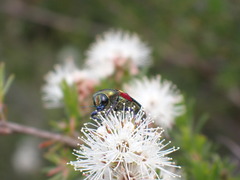 Castiarina producta