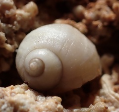 Littorinimorpha