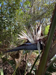 Strelitzia nicolai