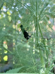 Paramydas igniticornis