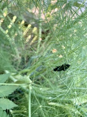 Paramydas igniticornis