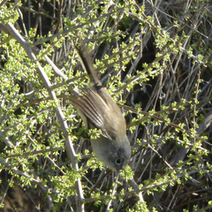 Polioptila californica