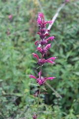 Agastache mexicana