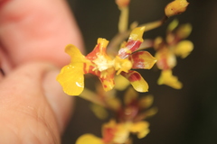 Oncidium leopardinum