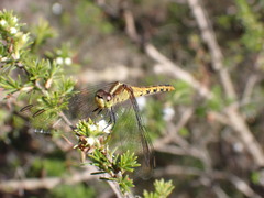 Diplacodes melanopsis