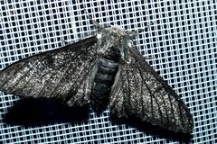 Biston betularia carbonaria