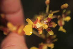 Oncidium leopardinum