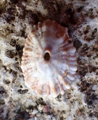 Fissurella barbadensis