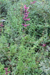 Agastache mexicana