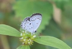 Thermoniphas micylus