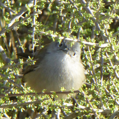 Polioptila californica