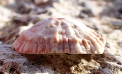 Fissurella barbadensis