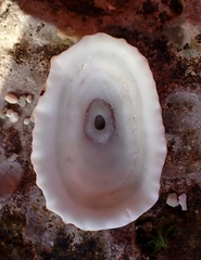 Fissurella barbadensis