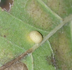 Cerroneuroterus minutulus