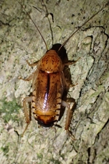 Blattoidae