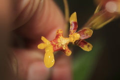 Oncidium leopardinum