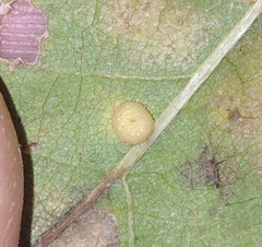 Cerroneuroterus minutulus