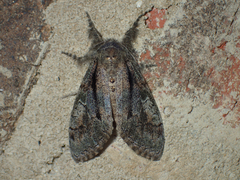 Dasychira tephra