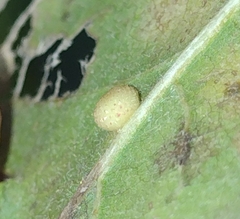 Cerroneuroterus minutulus