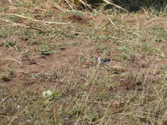 Charadrius tricollaris