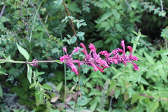 Agastache mexicana