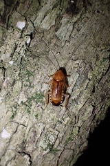 Blattoidae