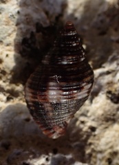 Gemophos tinctus