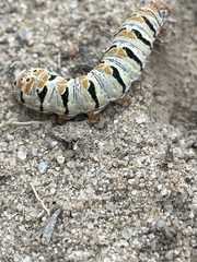 Euscirrhopterus gloveri