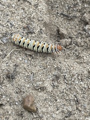 Euscirrhopterus gloveri
