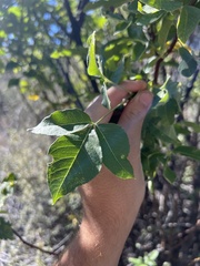 Ptelea trifoliata