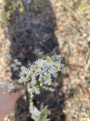 Symphyotrichum ericoides