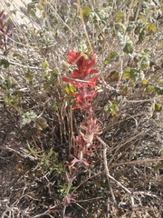 Castilleja chromosa