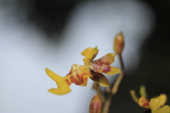 Oncidium leopardinum