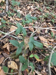 Rubus trivialis