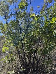 Ptelea trifoliata
