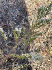 Symphyotrichum ericoides