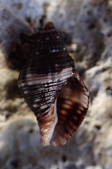 Gemophos tinctus