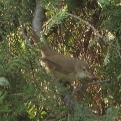 Acrocephalus dumetorum