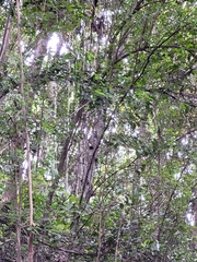 Coccyzus longirostris