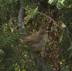 Acrocephalus dumetorum