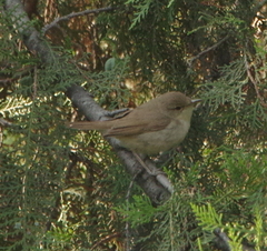 Acrocephalus dumetorum