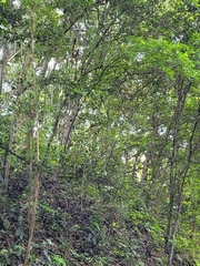 Coccyzus longirostris