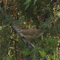 Acrocephalus dumetorum