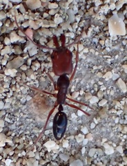 Odontomachus ruginodis